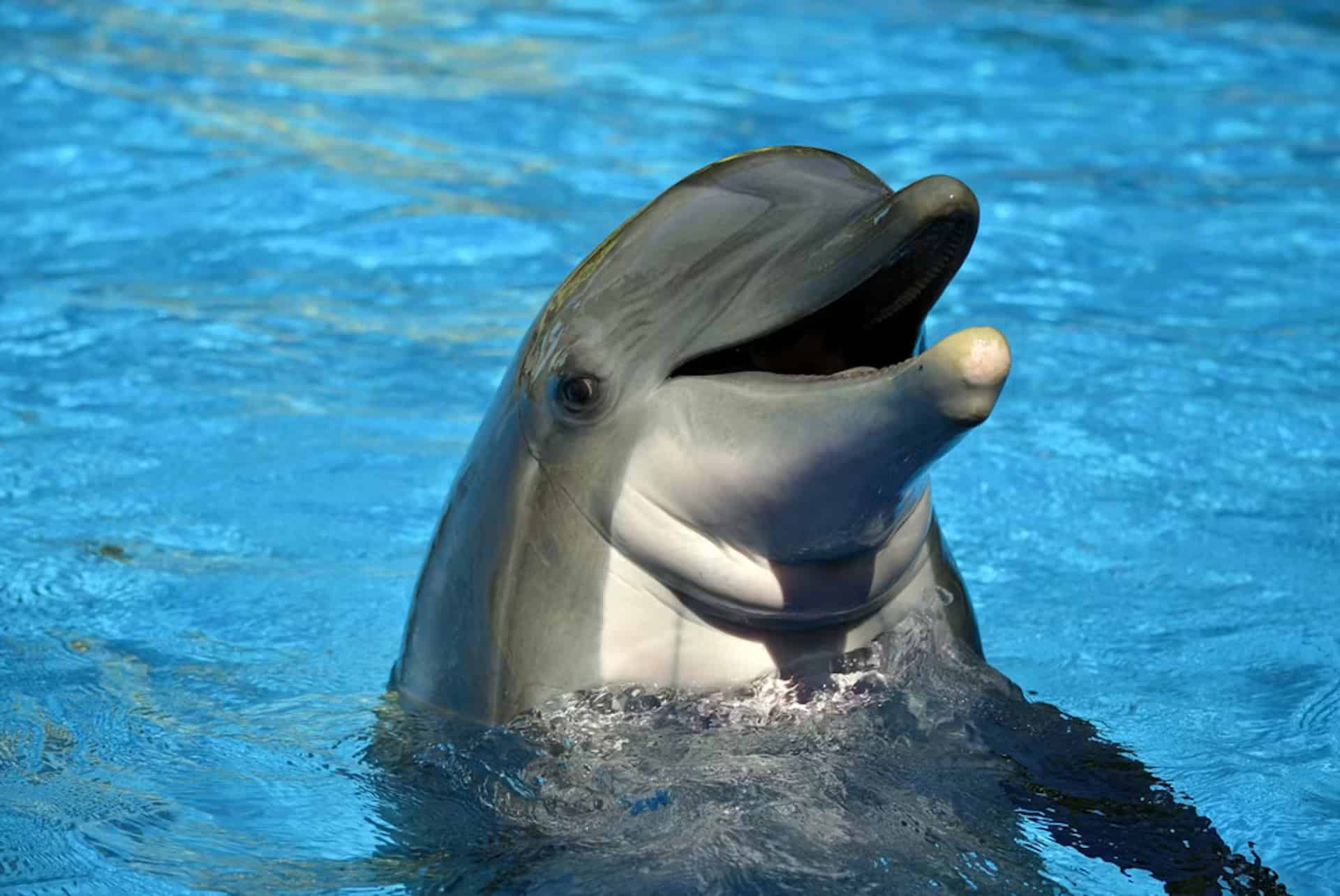 seaworld orlando pass